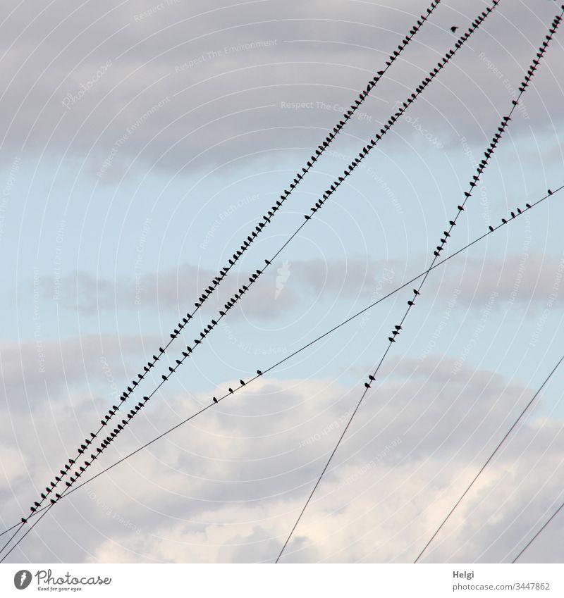 viele Stare sitzen auf schrägen Stromleitungen vor bewölktem Himmel Vögel Vogelzug Zugvogel Herbst Pause Tier Schwarm Außenaufnahme Natur Umwelt Farbfoto