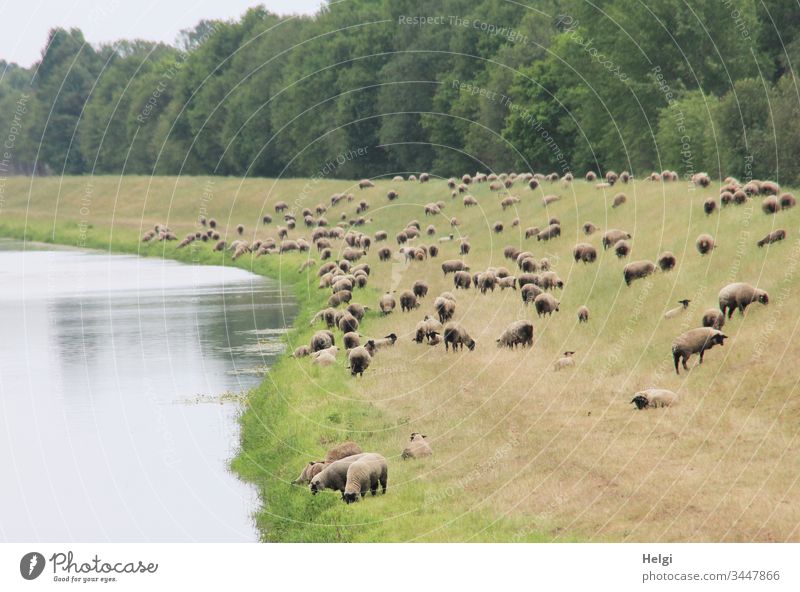 Schafherde als Landschaftsschutz auf einem Deich am Fluss Tier Nutztier Herde menschenleer Gras fressen Natur Umwelt Tag Wiese grün braun grau Bäume viele