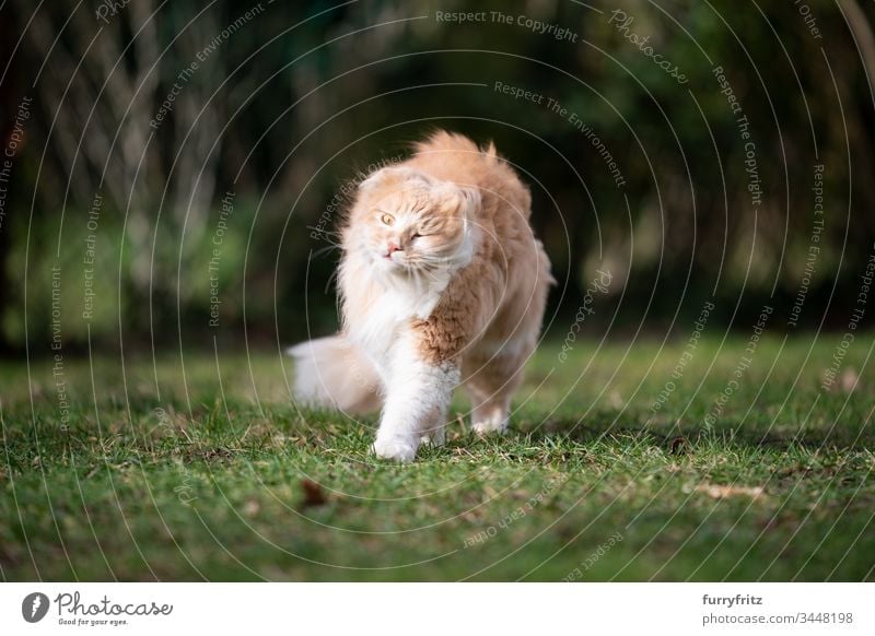 Maine Coon Katze schüttelt sich im Wind Haustiere katzenhaft Fell fluffig Langhaarige Katze Hirschkalb beige Creme-Tabby Ingwer-Katze weiß Ein Tier im Freien
