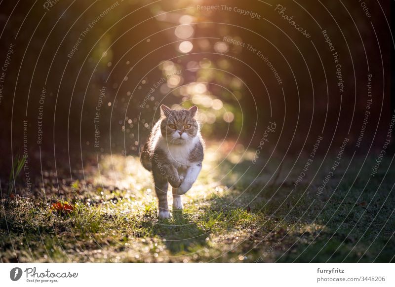Britisch Kurzhaar Katze rennt im Sonnenuntergang durch den Garten Haustiere Rassekatze Ein Tier weiß Tabby im Freien Natur Botanik Vorder- oder Hinterhof Rasen