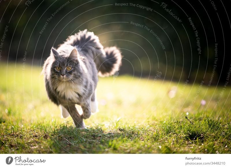 Maine Coon Katze mit flauschigem Schwanz rennt im Sonnenlicht über den Rasen Haustiere katzenhaft Fell fluffig Langhaarige Katze blau gestromt weiß Ein Tier