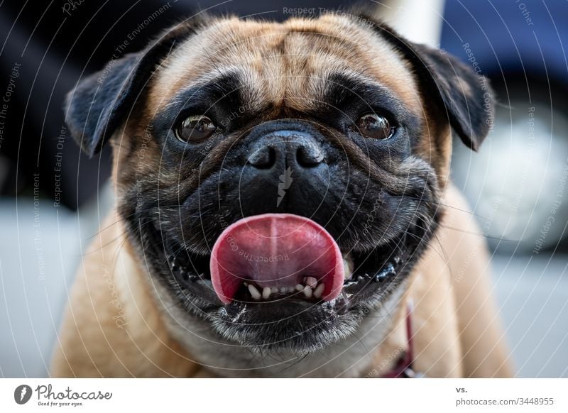 Frontales Portrait eines Mops, Hund, mit rausgestreckter Zunge portrait frontale Perspektive Sommer fröhlich Fröhlichkeit Treue anhänglich Streicheln Fell