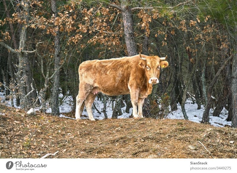 Einsame Kuh auf dem Wald in Evros Griechenland Feld angus Rind Ackerbau Gras Weidenutzung blau ländlich Wiese einsam Himmel Natur Canterbury Sommer Kühe
