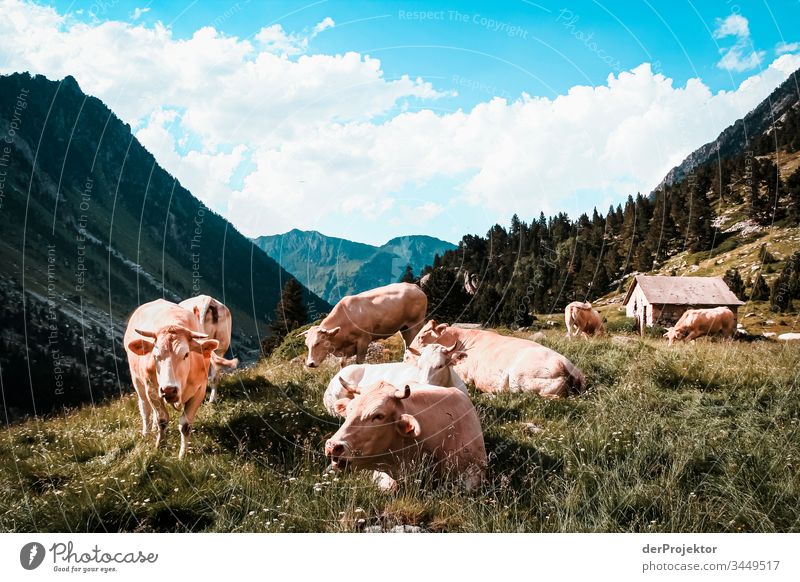 Kühe mit Blickkontakt in den Pyrenäen Blick in die Kamera Ganzkörperaufnahme Tierporträt Vorderansicht Porträt Weitwinkel Zentralperspektive Panorama (Aussicht)