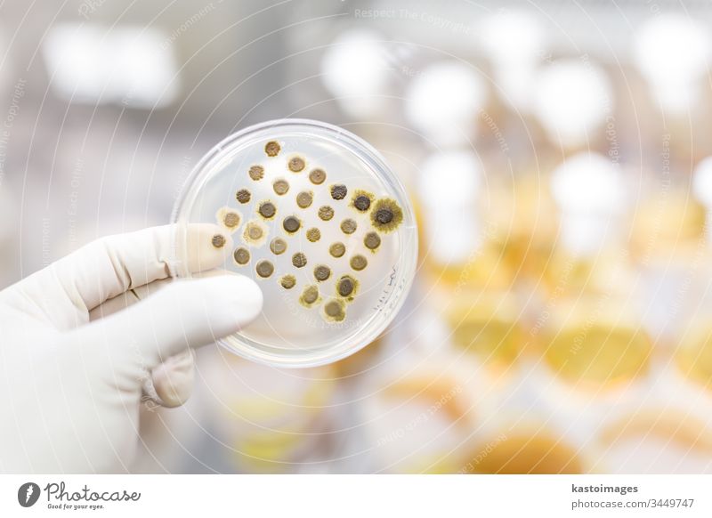 Wissenschaftlerin, die im Rahmen eines wissenschaftlichen Experiments Bakterien in Petrischalen auf Agar-Gel züchtet. Labor Biochemie Erreger wachsen Medizin