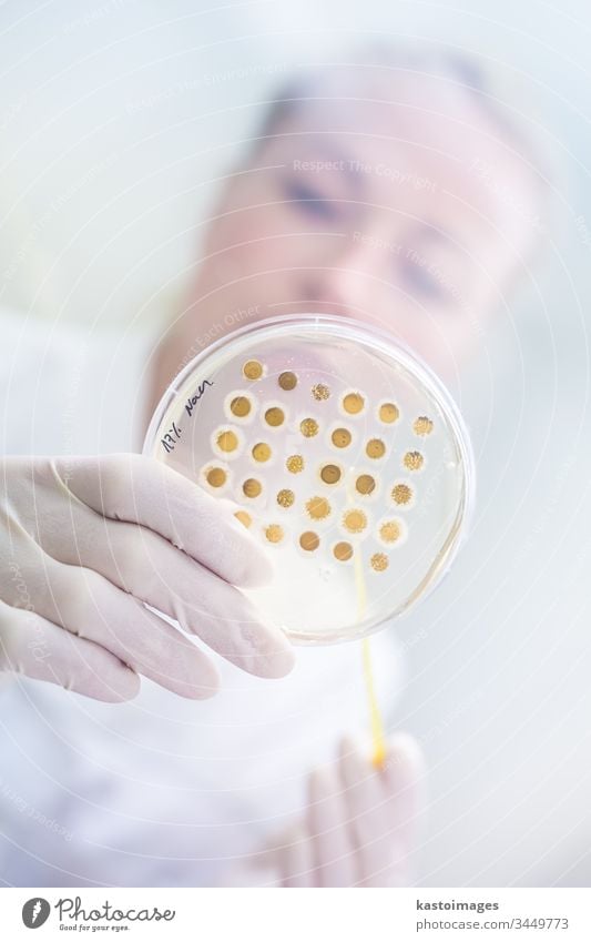 Wissenschaftlerin, die im Rahmen eines wissenschaftlichen Experiments Bakterien in Petrischalen auf Agar-Gel züchtet. Labor forschen Biotechnologie Corona-Virus