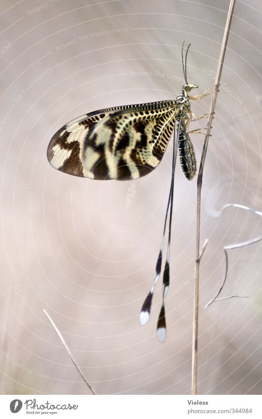 ...Stabhochsprung Natur Tier Flügel schön Insekt Schmetterling Makro Farbfoto Makroaufnahme
