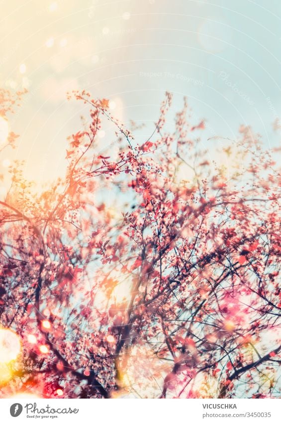 Frühlingsnaturhintergrund mit Kirschblüte im Freien. Sonniger Frühlingstag. Frühlingskonzept rosa Natur Hintergrund Kirschblüten sonnig Tag Konzept Saison