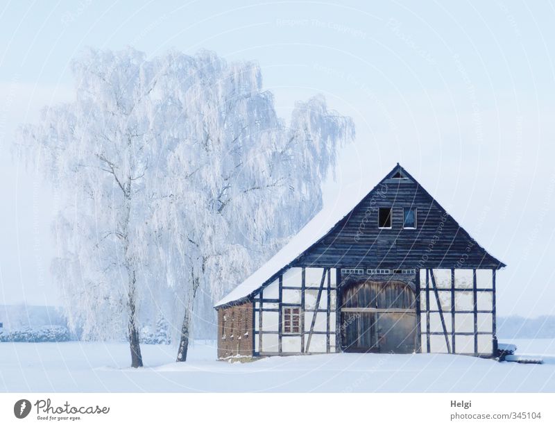 der nächste Winter... Umwelt Natur Landschaft Schönes Wetter Eis Frost Schnee Baum Birke Dorf Haus Gebäude Architektur Fachwerkhaus alt stehen ästhetisch