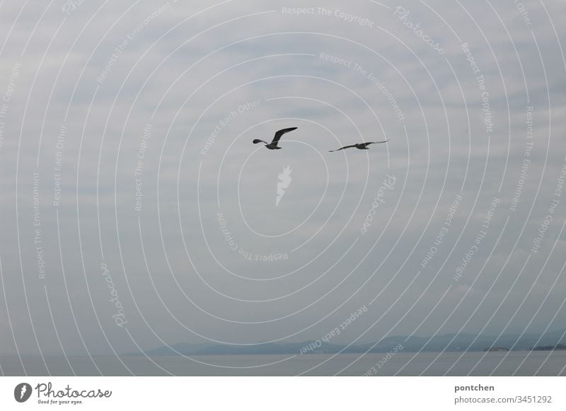 Zwei Möwen fliegen vor wolkigem Himmel übers Meer. vögel meer Felsen wolken nebel Wasser Küste Landschaft Fliegen freiheit flügel schwingen paar Blau weiß klein