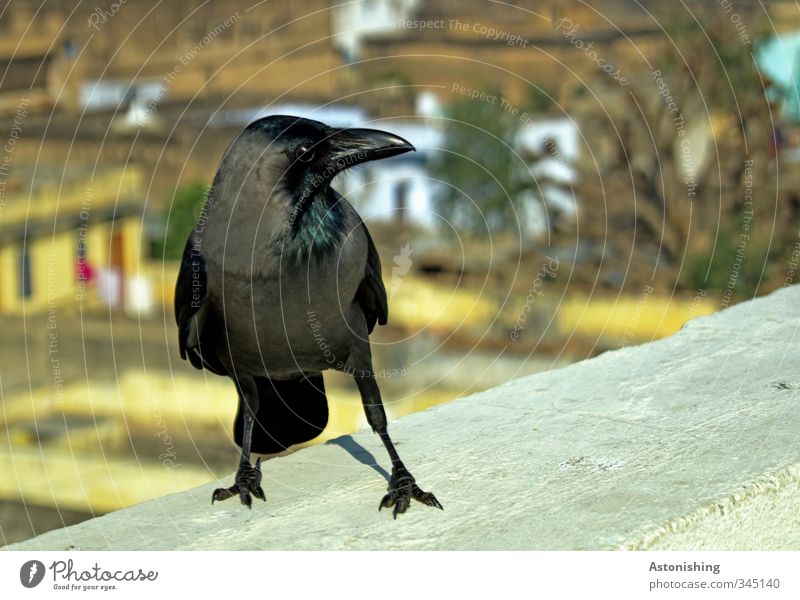 black bird Baum Mandawa Rajasthan Indien Asien Kleinstadt Stadt Haus Mauer Wand Fassade Tier Wildtier Vogel Tiergesicht Flügel Krallen Rabenvögel Krähe 1 hocken