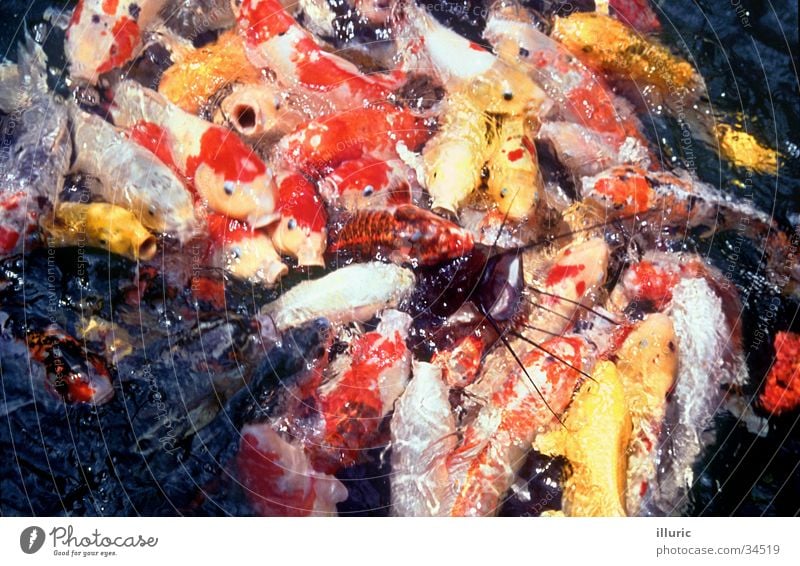 Fischsalat Koi Goldfisch Japan Asien überfüllt Haufen eng füttern Karpfen Wels gold Gedränge kämpfen Appetit & Hunger