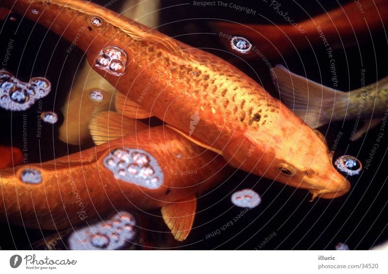 Echt goldig Goldfisch Koi glänzend Japan Asien Aquarium Zierkarpfen Fisch Scheune blasen orange