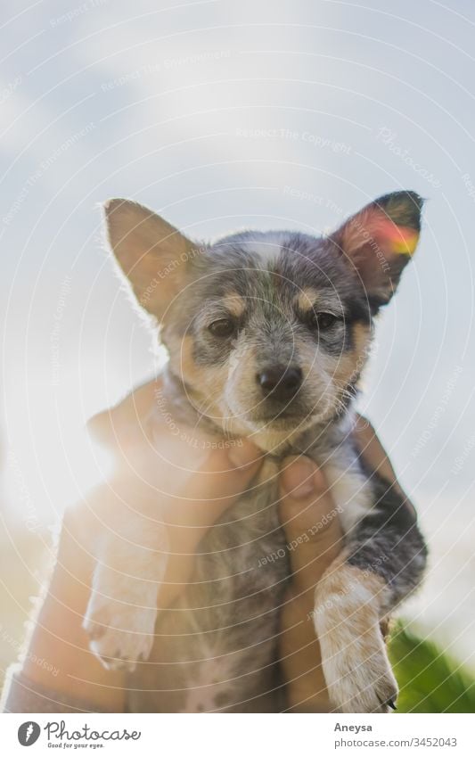 Ein Welpe wird in den Himmel gehalten 2017-2020 erste Einfuhr blauer Absatzschuh Texas texas heeler Schwärmerei Hundeblick Hündchen Tierjunges bester Freund
