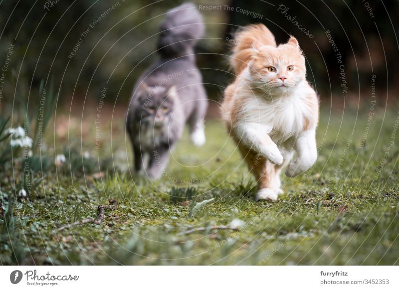 zwei Maine Coon Katzen rennen durch den Garten und jagen sich hinterher Haustiere katzenhaft Fell fluffig Langhaarige Katze blau gestromt Hirschkalb beige