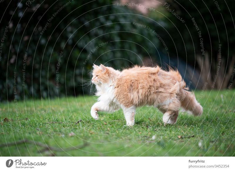 Maine Coon Katze geht durch den Garten an einem windigen Tag Haustiere katzenhaft Fell fluffig Langhaarige Katze Hirschkalb beige Creme-Tabby Ingwer-Katze weiß