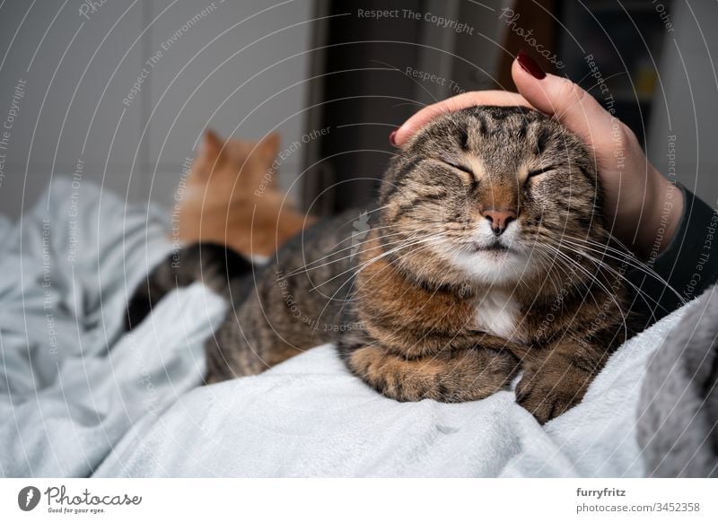 Katze wird auf dem Bett von Mensch gestreichelt. Eine andere Katze liegt im Hintergrund Haustiere katzenhaft Fell weiß Zwei Tiere häusliche Kurzhaar Tabby