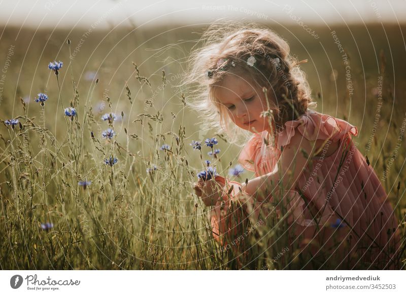 Mädchen auf dem Feld sammelt einen Blumenstrauß. kleines Mädchen sammelt Blumen auf dem Feld Kind Gras Sommer Natur Blütezeit Lifestyle schön Schönheit Kleid