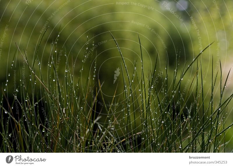 sattgrün Natur Pflanze Frühling Sommer Wetter schlechtes Wetter Regen Gras Wachstum nass Halm feucht Wassertropfen tropfend Farbfoto Außenaufnahme Menschenleer