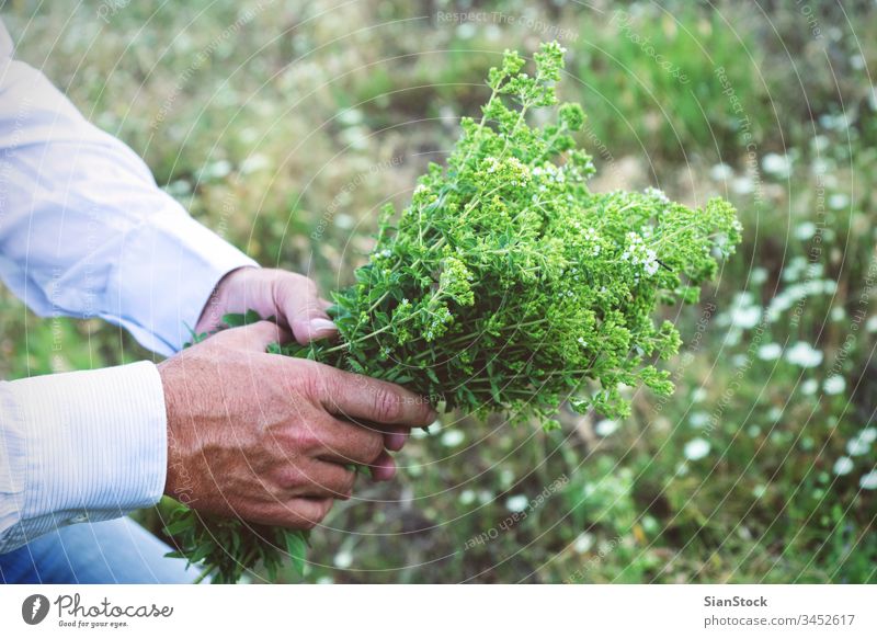 Mann hält einen Blumenstrauß oder Oregano frisch männlich Hände wild Hand organisch Lebensmittel Garten Natur grün Gesundheit natürlich Pflanze Blatt Kraut