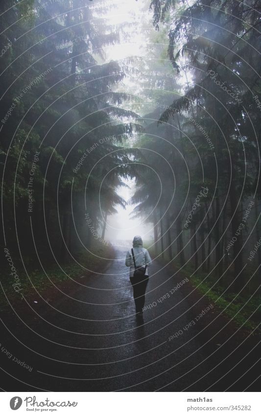 Märchenwald Natur Baum Wald wandern Hoffnung Abenteuer Ferien & Urlaub & Reisen Straße gehen Waldlichtung Nebel Tunnelblick Allee Farbfoto Außenaufnahme