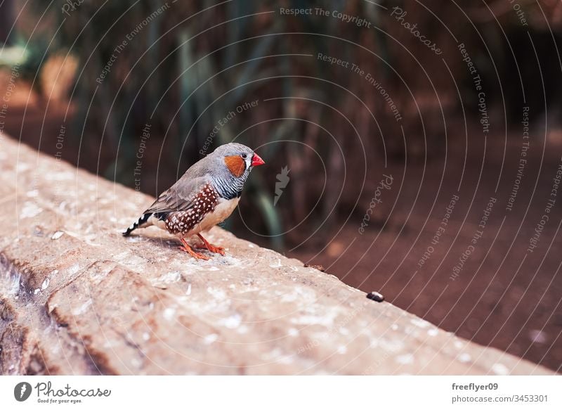 Kleiner Vogel (Zebrafink) von einer Seite auf eine natürliche Umgebung allein Tier Hintergrund Schnabel schön beige schwarz hell braun schließen Farbe