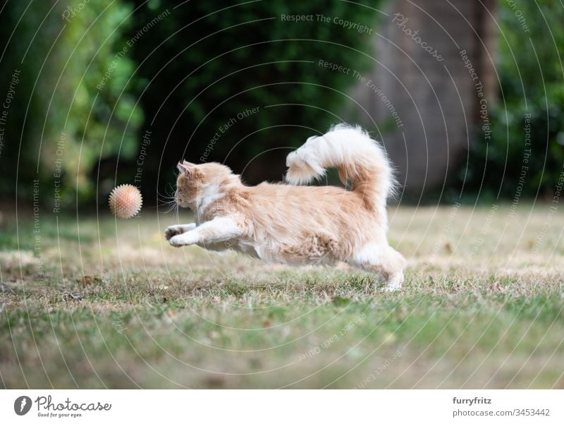 Maine Coon Katze rennt und spielt Ball im Garten keine Menschen im Freien Ein Tier niedlich bezaubernd Langhaarige Katze Creme-Tabby Hirschkalb beige Rassekatze
