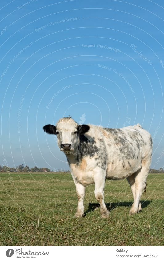Rind auf einer Weide im Sommer in Norddeutschland, Deutschland, Europa Kuh Tier Vieh Bovidae Nutztier Tierhaltung artgerecht Tierwohl schwarzbunte weiß single
