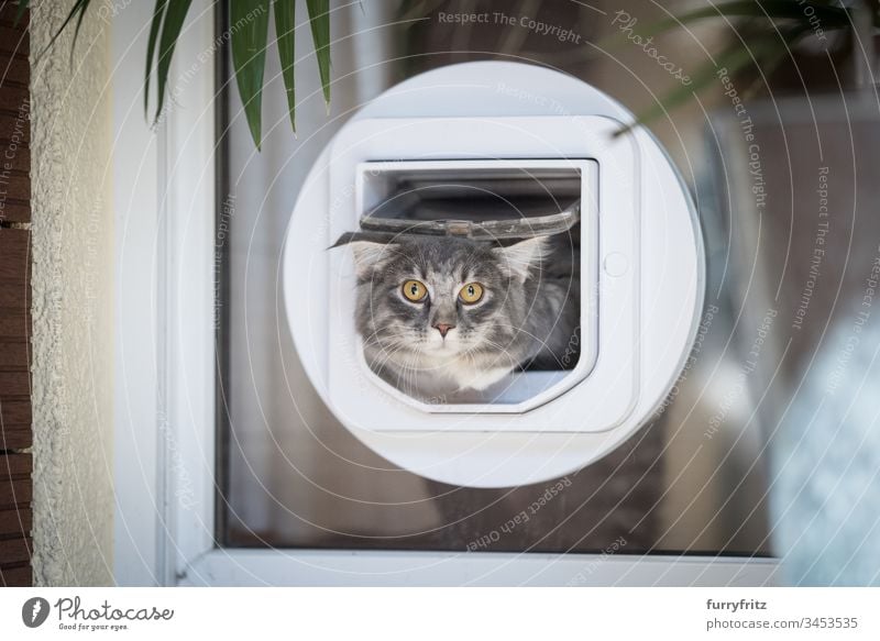 Maine Coon Katze verlässt die Wohnung durch eine Katzen klappe in der Scheibe blau gestromt Bokeh Katzenklappe Neugier niedlich Hauskatze katzenhaft fluffig