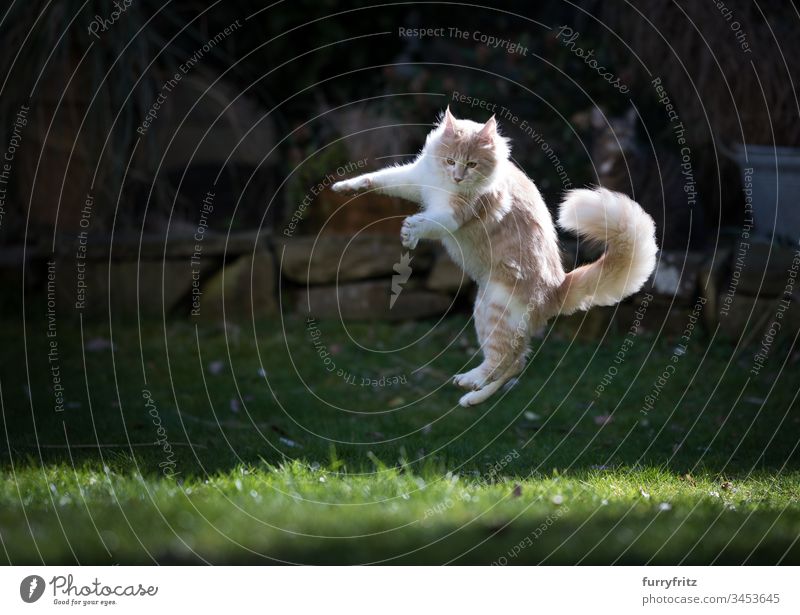 Maine Coon Katze spielt im Garten und springt in die Luft springend Air Vorder- oder Hinterhof Genuss Jagd Ziselierung fliegen Bewegung spielerisch Spielen