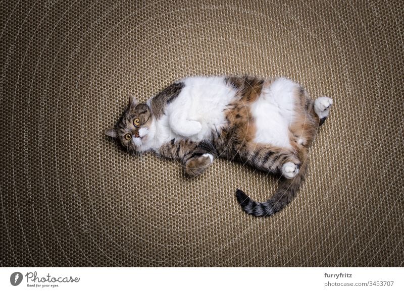 Übergewichtige faule Britisch Kurzhaar Katze liegt auf dem Rücken Lügen Sisalteppich Diät Fettleibigkeit tierisches Auge Tierhaare Schönheit Neugier niedlich
