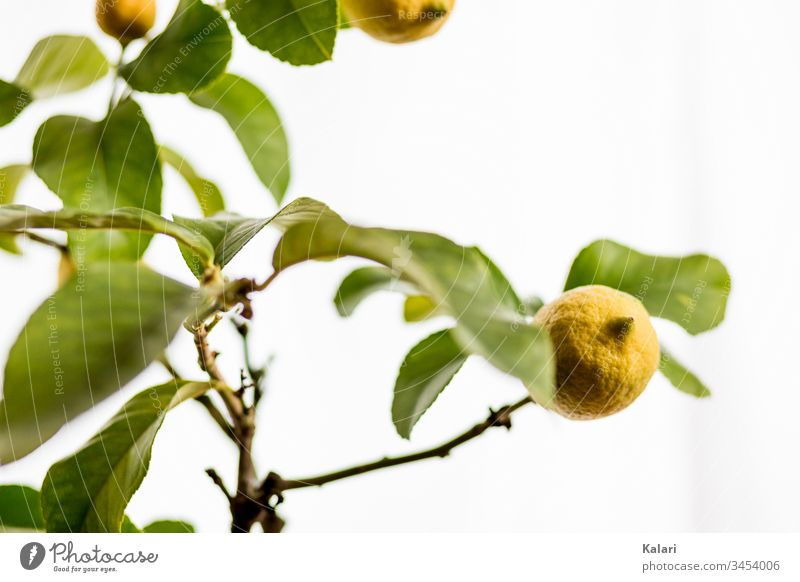 Zitrone an einem Zitronenbaum zitrone ast ernte zitronenbaum zweig gelb frucht gegenlicht blatt pflanze obst zitrusfrucht natur weiß frisch isoliert grün