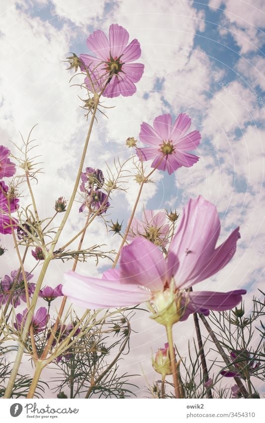 Optimisten Blumen blühen aufwärts Leben Lebensfreude Optimismus Froschperspektive Blick nach oben Blüten Cosmea Frühling Nahaufnahme Farbfoto Außenaufnahme