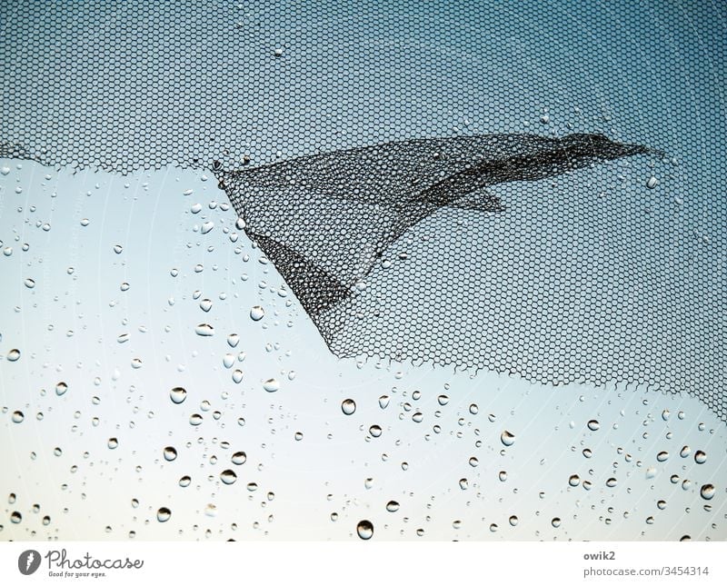 Flügelwesen Fenster Fensterscheibe Gaze Fliegengitter Glas Kunststoff Wasser Wassertropfen Regen Regentropfen viel klein nah winzig flattern schadhaft zerfetzt