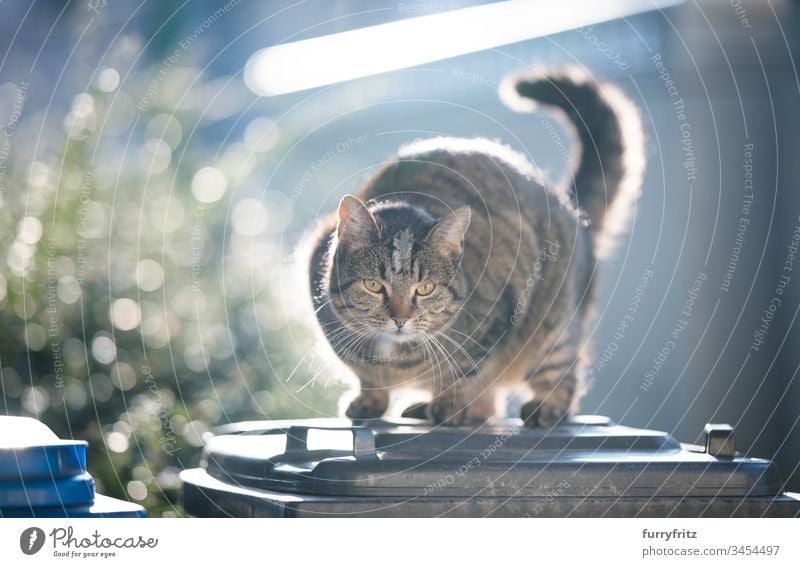 gestromte Kurzhaarkatze, die im Sonnenlicht auf einem Mülleimer steht Katze beobachtend im Freien herabsehend tierisches Auge Bokeh Hauskatze katzenhaft