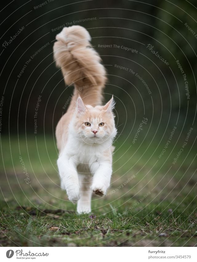 Maine Coon Katze mit großem, flauschigem Schwanz rennt über die Wiese niedlich bezaubernd schön fluffig katzenhaft Fell Katzenbaby Rassekatze Langhaarige Katze