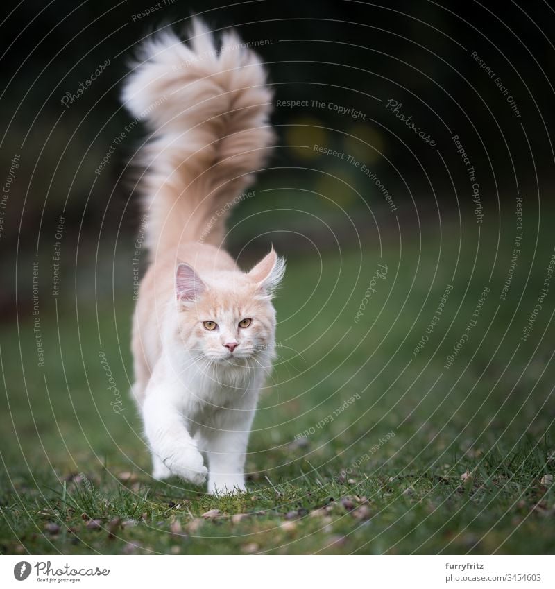 Maine Coon Katze mit langem, flauschigem Schwanz geht über den Rasen in der Natur niedlich bezaubernd schön fluffig katzenhaft Fell Katzenbaby Rassekatze
