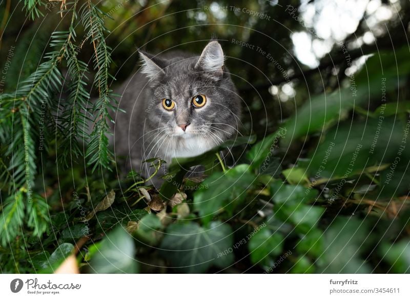 Maine Coon Katze versteckt sich im Gebüsch und beobachtet im Freien Ein Tier Vorder- oder Hinterhof Garten Natur Botanik Pflanzen Langhaarige Katze Rassekatze