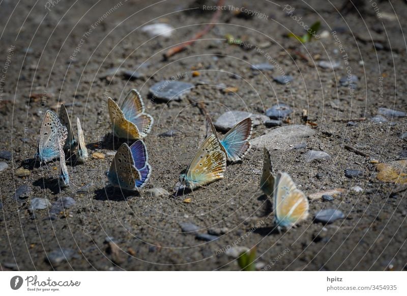 Flugpause für Schmetterlinge Farbfoto fliegen blau schmetterlinge Außenaufnahme Nahaufnahme Natur Flügel