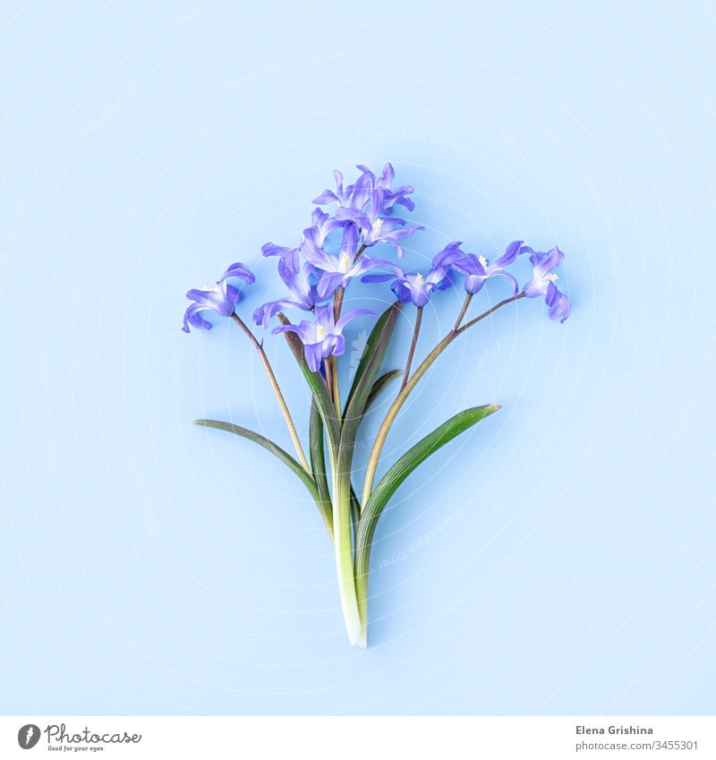 Scilla luciliae auf blauem Hintergrund in Nahaufnahme. Zwiebelblütenpflanzen. Flach liegend. Platz kopieren. scilla geblümt Quadrat Frühling Blume chionodoxa