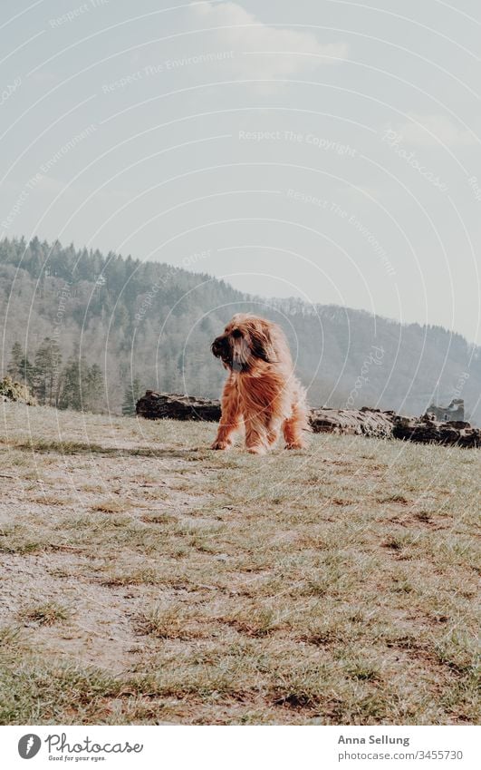 Hund mit langem rötlichen Haar am spielen im Wind und Sonne in der Landschaft Haustier Tier Tierliebe Menschenleer Farbfoto spielerisch Spielen Freizeit & Hobby