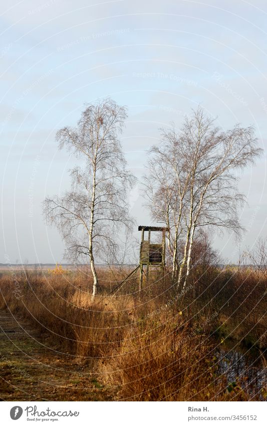 Hochsitz im Herbst Landschaft Moor Birken Winter Außenaufnahme Baum Natur Umwelt Gräser Himmel Horizont