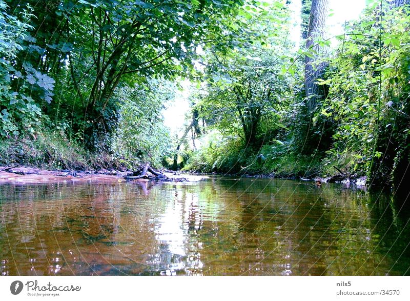 Damals am Bach Wald grün Wasserspiegelung Baum Wegrand Natur Fluss Küste Landschaft Idylle Pflanze