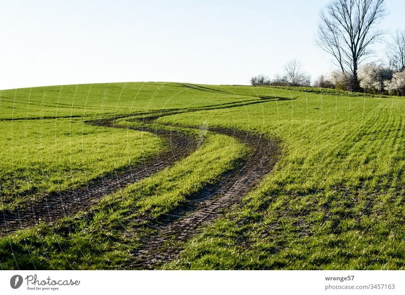Traktorspuren auf einem grünen hügeligen Feld im Frühjahr Reifenspuren Fahrspuren Außenaufnahme Landschaft Tag Menschenleer Farbfoto Umwelt Himmel