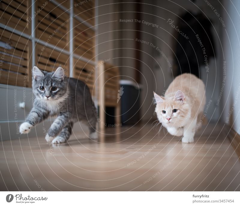 zwei verspielte Maine Coon Kätzchen rennen durch den Flur keine Menschen weiße Farbe Zwei Tiere Aktivität Energie Vitalität Genuss Ziselierung schnell