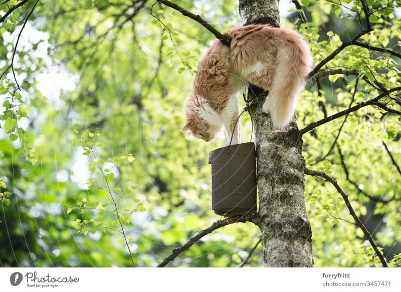 Maine Coon Katze klettert auf einen Baum um an ein Vogelhaus zu kommen niedlich schön Katzenbaby fluffig Fell junge Katze Bokeh im Freien Selektiver Fokus