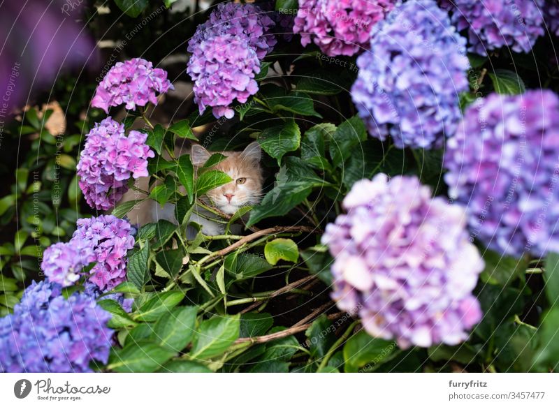 Maine Coon Katze versteckt sich in einer blühenden Hortensie Natur Botanik Pflanzen purpur Vorder- oder Hinterhof Garten Natursteinmauer Blätter Blume Blüte