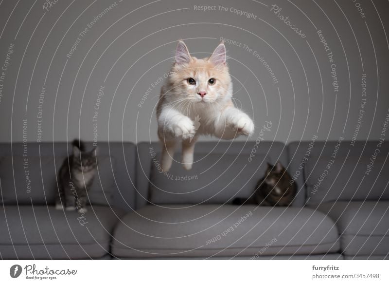 Maine Coon Katze springt über das Sofa, zwei andere Katzen sehen zu Katzenbaby Hauskatze springend Air Liege fangend Creme-Tabby Ziselierung Kissen niedlich