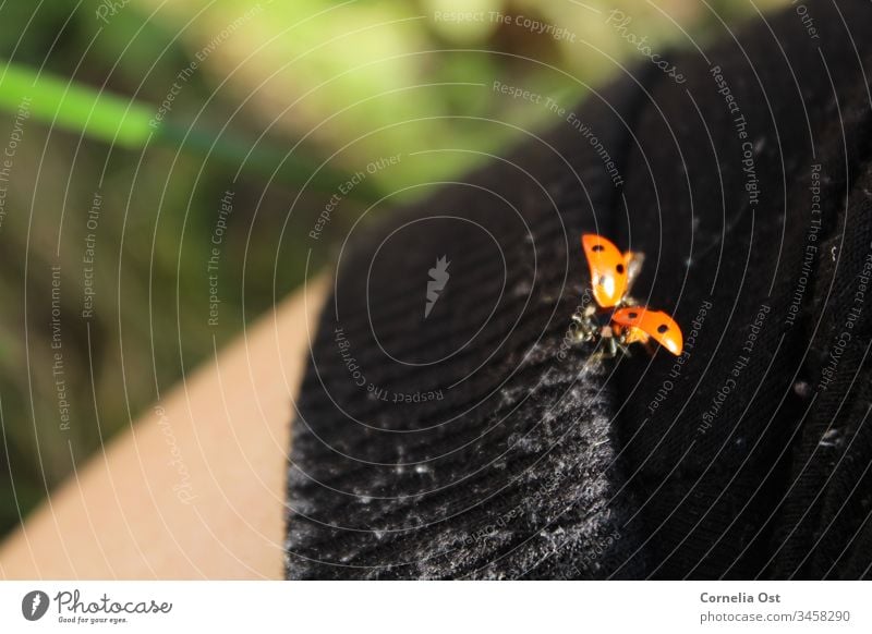 Marienkäfer kurz vor dem Abflug Käfer rot Tier Insekt Punkt Natur krabbeln Farbfoto Außenaufnahme gepunktet klein