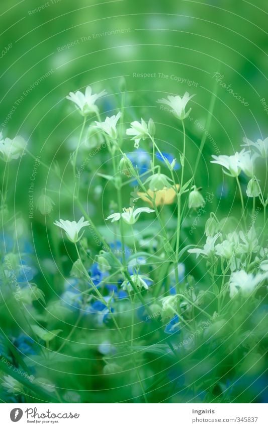 Frühlingswiese Natur Pflanze Blume Gras Blüte Grünpflanze Wiese Blühend Wachstum Duft nah blau gelb grün weiß Stimmung Frühlingsgefühle Klima Umwelt Farbfoto